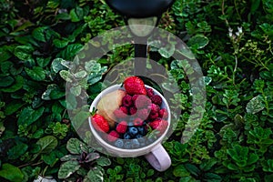 seasonal fruits, berries and flowers on a green background