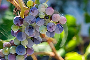 Seasonal fruits grapes Sardinian wines photo