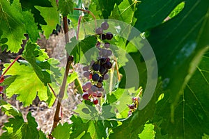 Seasonal fruits grapes against blue sky Sardinian wines photo