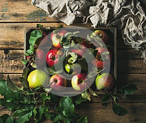 Seasonal garden harvest apples with green leaves in wooden tray