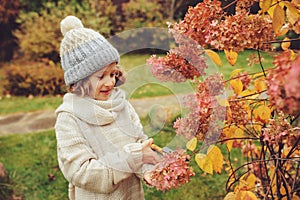 Seasonal garden work in late autumn, child girl helps to cut hydrangea bush with pruner photo