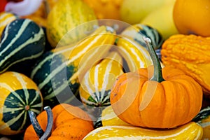 Seasonal gourds