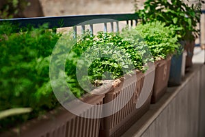 Seasonal greenery grows at balcony flowerpots