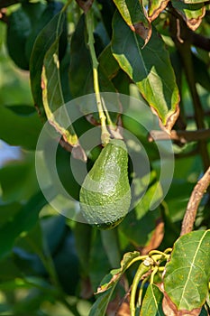 Seasonal harvest of green orgaic avocado, tropical green avocadoes riping on big tree