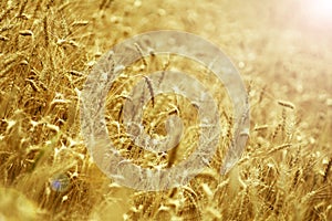 Seasonal harvest of wheat in the fields