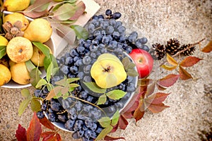 Seasonal healthy food, sweet and tasty autumn fruits