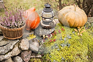 Seasonal home garden autumn decoration with heather flower in pine bark flower pot.