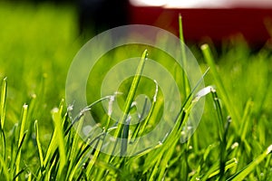 Seasonal maintenance works in garden, lawn movers in action, green grass cutting, lawn care, English lawn