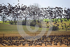 Seasonal migration of birds. A huge flock of greater white-fronted geese Anser albifrons in the meadow, bird watching, wildlife 