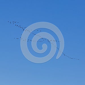 Seasonal migration of a flock of large birds in the october sky
