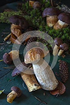 Seasonal mushroom picking. Preparations for the winter, making homemade marinades. Forest in autumn.Edible mushroom. Autumn