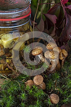 Seasonal mushroom picking. Preparations for the winter, making homemade marinades. Marinated mushrooms in a glass jar
