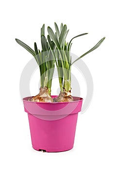 Seasonal `Narcissus Westward` spring flower plant not yet in bloom with bulbs in pink pot on white background