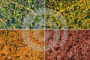 Seasonal natural collage, multicolored leaves, natural background