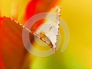 Seasonal nature autumn background photo, leaf photo