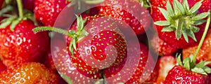 Seasonal organic strawberries grouped freshly harvested with green leaves and natural imperfections. Food background