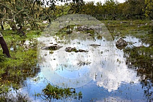 Seasonal pond and Cork oak on the `Giara di Gesturi`