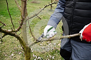 Seasonal pruning of the garden. Gardening, spring work. Crown formation. Cutting annual growths with secateurs