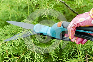 Seasonal pruning trees with pruning shears. Female gardener hand in protective gloves pruning tree leaves with pruning shears.