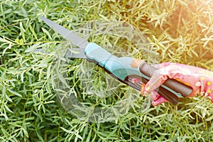 Seasonal pruning trees with pruning shears. Female gardener hand in protective gloves pruning tree leaves with pruning shears.