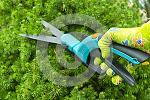 Seasonal pruning trees with pruning shears. Female gardener hand in protective gloves pruning tree leaves with pruning shears. Tak