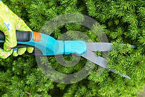 Seasonal pruning trees with pruning shears. Female gardener hand in protective gloves pruning tree leaves with pruning shears. Tak