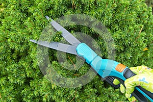 Seasonal pruning trees with pruning shears. Female gardener hand in protective gloves pruning tree leaves with pruning shears. Tak