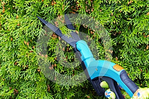 Seasonal pruning trees with pruning shears. Female gardener hand in protective gloves pruning tree leaves with pruning shears. Tak