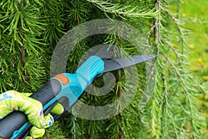 Seasonal pruning trees with pruning shears. Female gardener hand in protective gloves pruning tree leaves with pruning shears. Tak