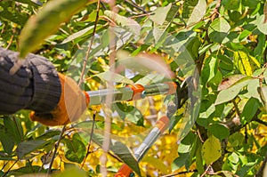 Seasonal pruning trees with pruning shears. Gardener pruning fruit trees with pruning shears. Taking care of garden