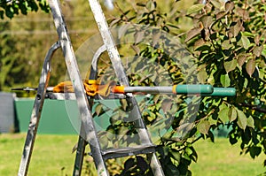 Seasonal pruning trees with pruning shears. Gardener pruning fruit trees with pruning shears. Taking care of garden