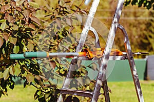 Seasonal pruning trees with pruning shears. Gardener pruning fruit trees with pruning shears. Taking care of garden