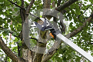 Seasonal pruning trees with pruning shears. Gardener pruning fruit trees with pruning shears. Taking care of garden. Cutting tree