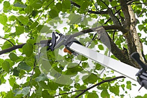 Seasonal pruning trees with pruning shears. Gardener pruning fruit trees with pruning shears. Taking care of garden. Cutting tree