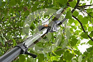 Seasonal pruning trees with pruning shears. Gardener pruning fruit trees with pruning shears. Taking care of garden. Cutting tree