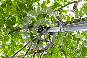 Seasonal pruning trees with pruning shears. Gardener pruning fruit trees with pruning shears. Taking care of garden. Cutting tree