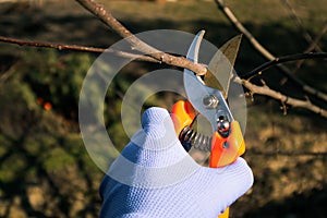 Seasonal pruning trees with pruning shears. Gardener pruning a tree branch by secateurs in garden, closeup