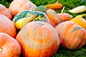 Seasonal Pumpkin Background