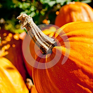 Seasonal Pumpkin Background