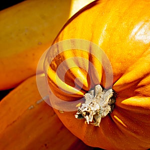 Seasonal Pumpkin Background