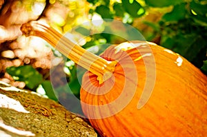 Seasonal Pumpkin Background