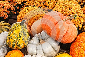 Seasonal Pumpkins