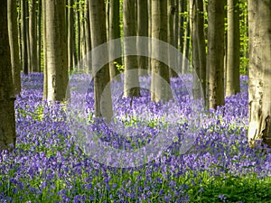 Seasonal purple-blue carpet of flowering bluebells wild hyacinths in spring forest