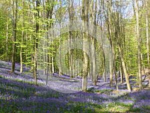 Seasonal purple-blue carpet of flowering bluebells wild hyacinths in spring forest