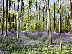 Seasonal purple-blue carpet of flowering bluebells wild hyacinths in spring forest