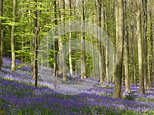 Seasonal purple-blue carpet of flowering bluebells wild hyacinths in spring forest