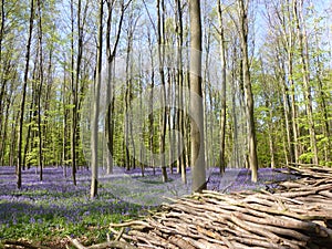 Seasonal purple-blue carpet of flowering bluebells wild hyacinths in spring forest