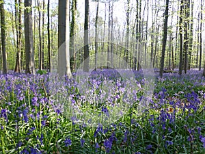 Seasonal purple-blue carpet of flowering bluebells wild hyacinths in spring forest