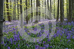 Seasonal purple-blue carpet of flowering bluebells wild hyacinths in spring forest