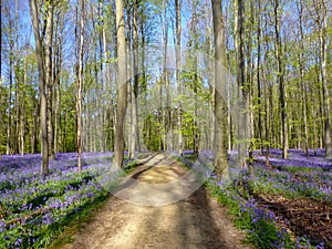 Seasonal purple-blue carpet of flowering bluebells wild hyacinths in spring forest